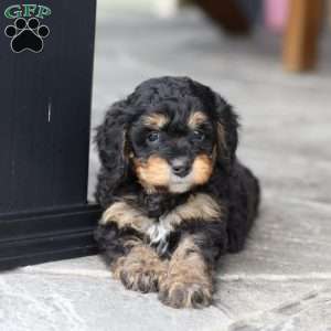 Dax (F1 B), Cavapoo Puppy